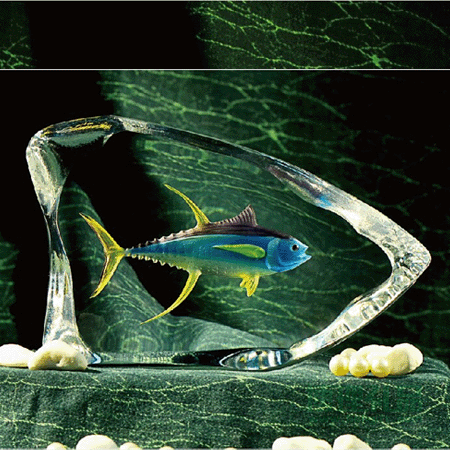琉璃-金枪鱼